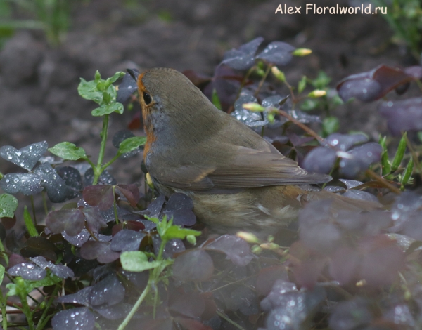Erithacus rubecula
Ключевые слова: Erithacus rubecula