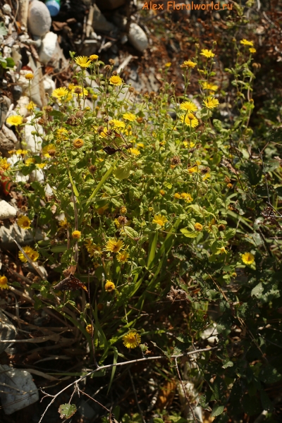 Senecio
Ключевые слова: senecio