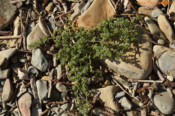 Salsola
Ключевые слова: Salsola