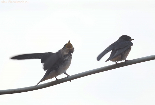 Hirundo rustica
Ключевые слова: Hirundo rustica