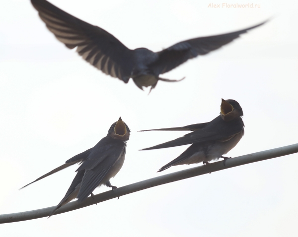 Hirundo rustica
Ключевые слова: Hirundo rustica