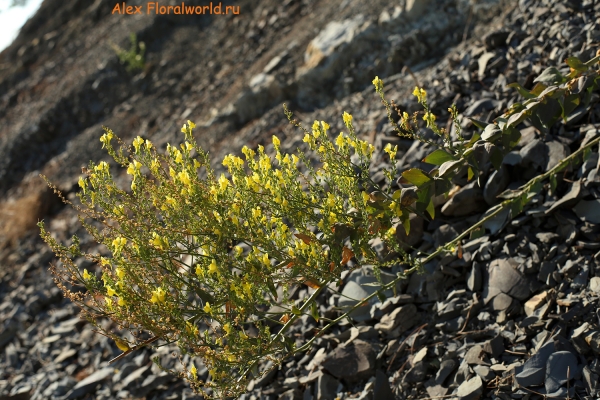Linaria
Ключевые слова: linaria