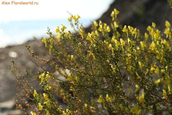 Linaria
Ключевые слова: linaria