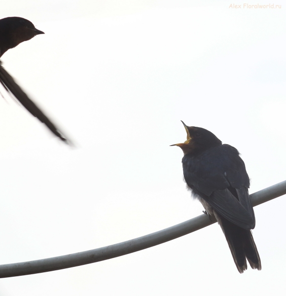 Hirundo rustica
Ключевые слова: Hirundo rustica