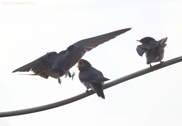 Hirundo rustica
Ключевые слова: Hirundo rustica