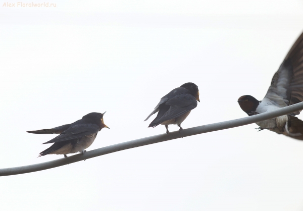 Hirundo rustica
Ключевые слова: Hirundo rustica