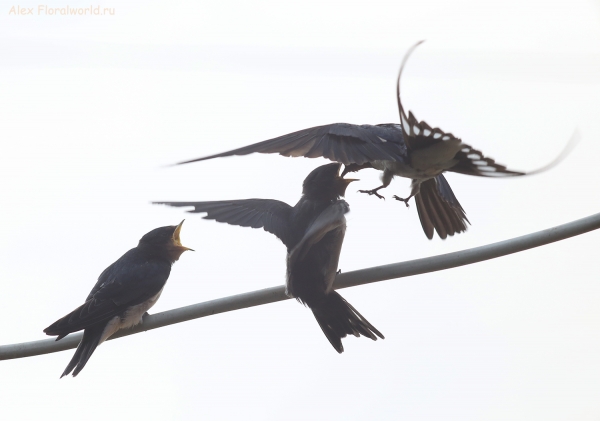 Hirundo rustica
Ключевые слова: Hirundo rustica