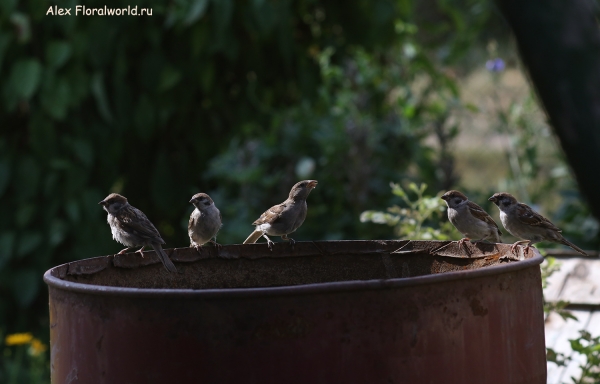 Passer montanus
Ключевые слова: Passer montanus