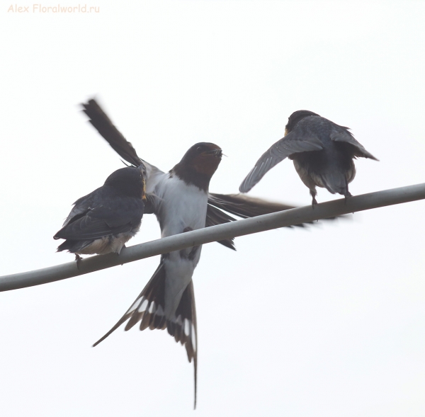 Hirundo rustica
Ключевые слова: Hirundo rustica