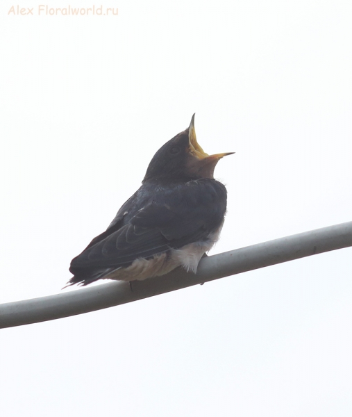 Hirundo rustica
Ключевые слова: Hirundo rustica