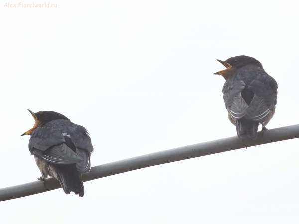 Hirundo rustica
Ключевые слова: Hirundo rustica