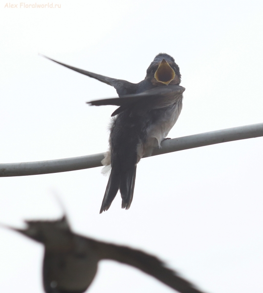 Hirundo rustica
Ключевые слова: Hirundo rustica