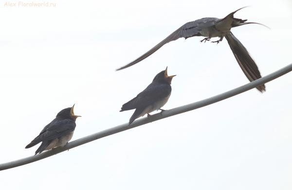 Hirundo rustica
Ключевые слова: Hirundo rustica