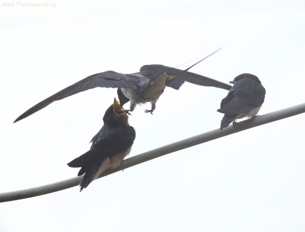 Hirundo rustica
Ключевые слова: Hirundo rustica