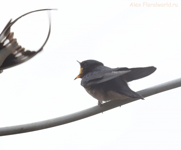 Hirundo rustica
Ключевые слова: Hirundo rustica