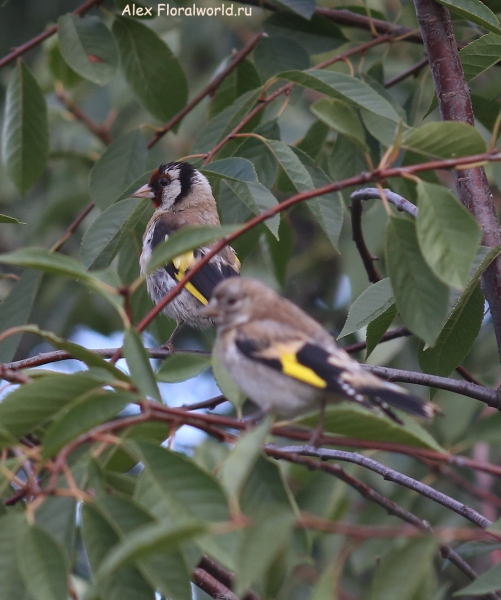 Carduelis carduelis
Ключевые слова: Carduelis carduelis