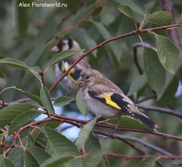 Carduelis carduelis
Ключевые слова: Carduelis carduelis