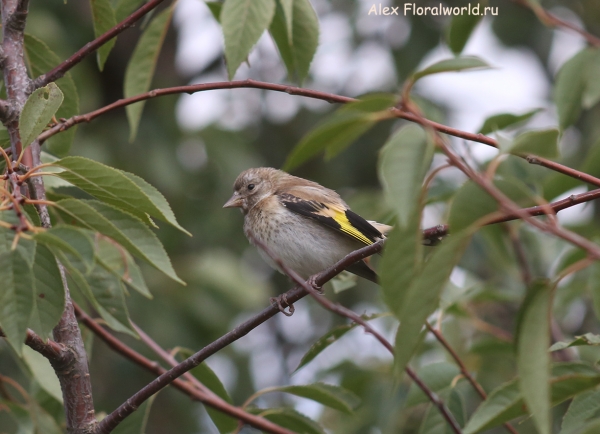Carduelis carduelis
Ключевые слова: Carduelis carduelis