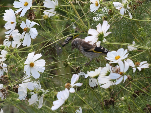 Carduelis carduelis
Ключевые слова: Carduelis carduelis