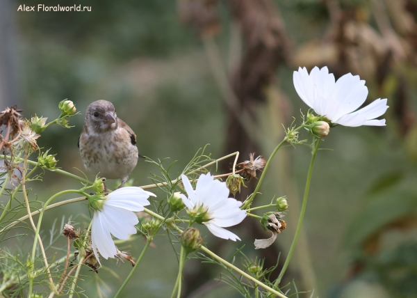 Carduelis carduelis
Ключевые слова: Carduelis carduelis