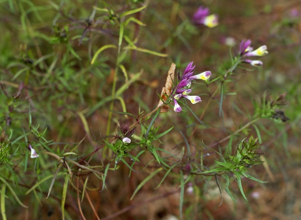 Melampyrum arvense
Ключевые слова: Melampyrum arvense