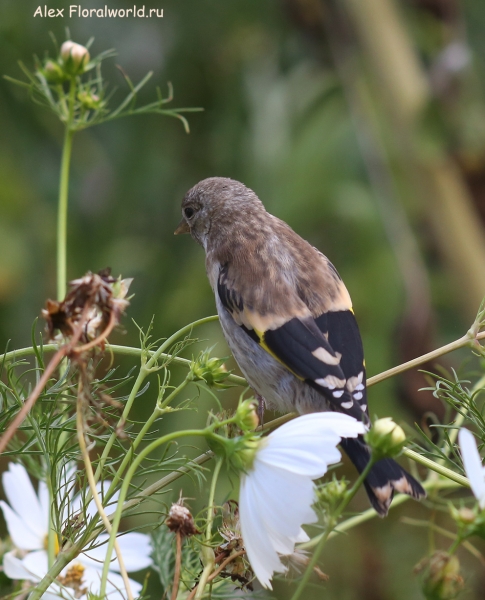 Carduelis carduelis
Ключевые слова: Carduelis carduelis