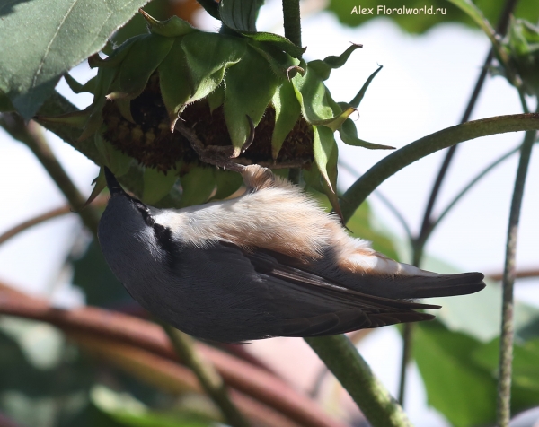 Sitta europaea
Ключевые слова: Sitta europaea