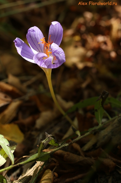 Crocus speciosus
Ключевые слова: Crocus speciosus