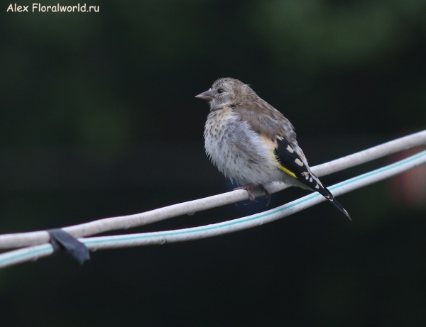 Carduelis carduelis
Ключевые слова: Carduelis carduelis