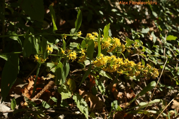 Solidago virgaurea
Ключевые слова: Solidago virgaurea