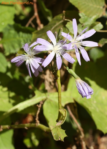 Cicerbita prenanthoides
Ключевые слова: Cicerbita prenanthoides