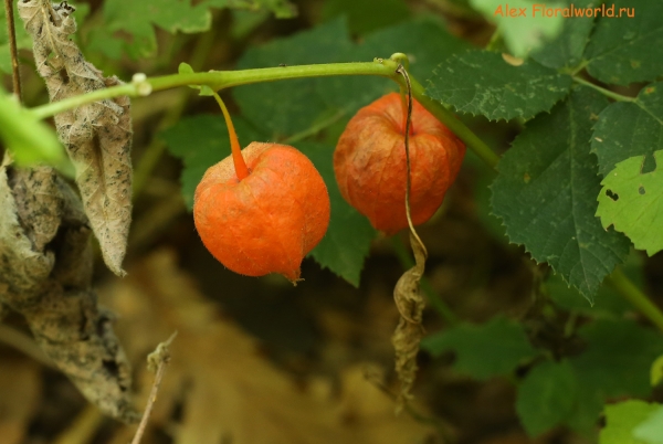 Physalis alkekengi
Ключевые слова: Physalis alkekengi