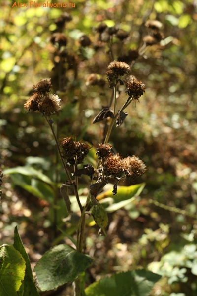Inula helenium
Ключевые слова: Inula helenium
