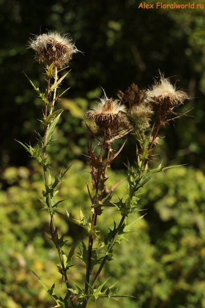 Cirsium serrulatum
Ключевые слова: Cirsium serrulatum