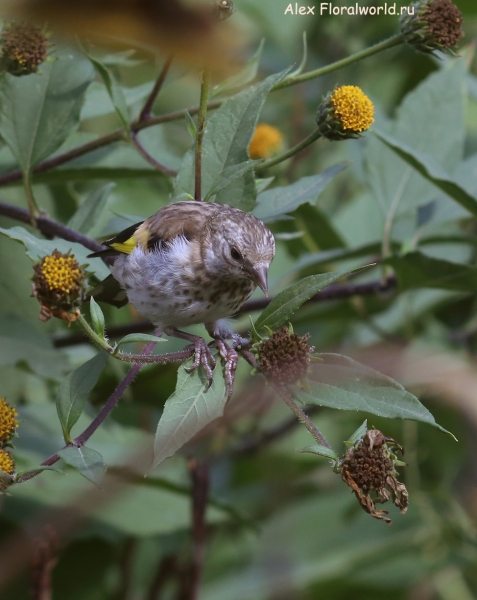 Carduelis carduelis
Ключевые слова: Carduelis carduelis