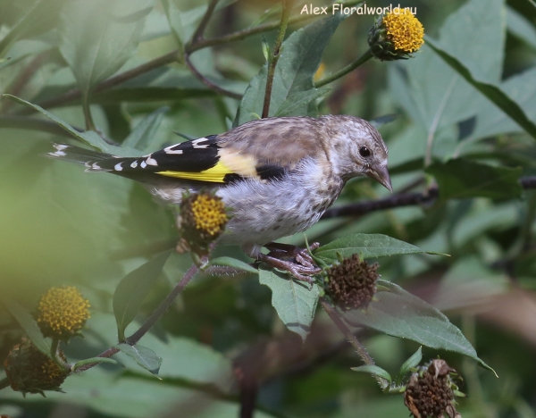 Carduelis carduelis
Ключевые слова: Carduelis carduelis