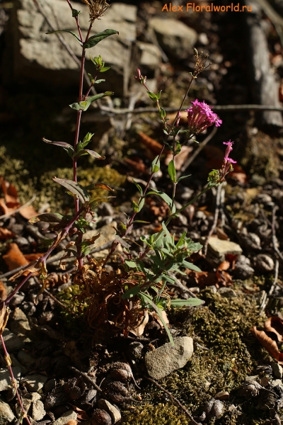 Silene compacta
Ключевые слова: Silene compacta