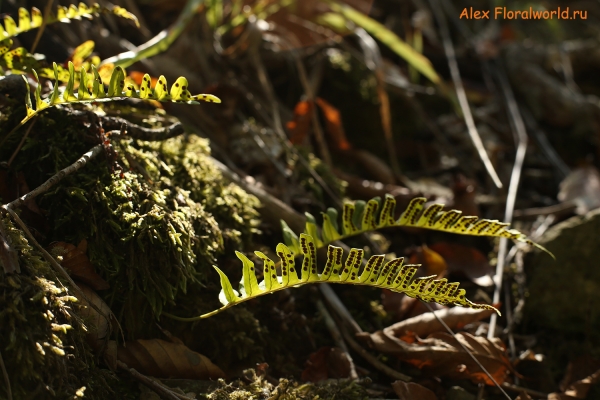 Polypodium vulgare
Ключевые слова: Polypodium vulgare