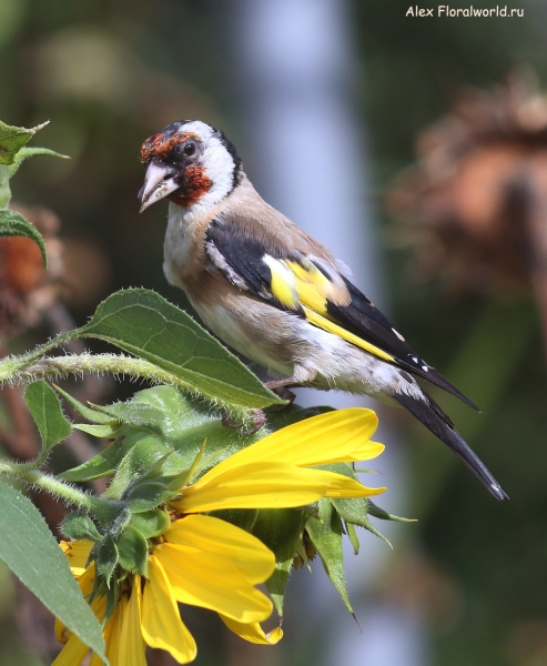Carduelis carduelis
Ключевые слова: Carduelis carduelis