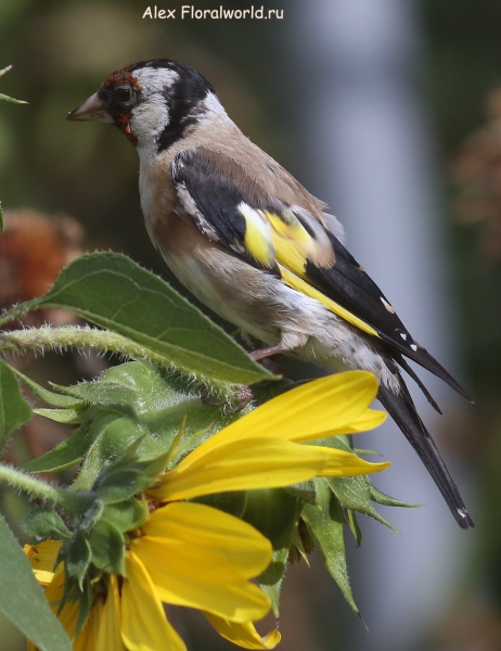 Carduelis carduelis
Ключевые слова: Carduelis carduelis