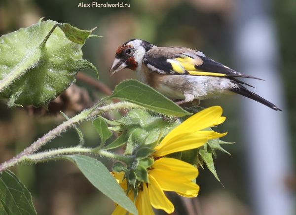 Carduelis carduelis
Ключевые слова: Carduelis carduelis