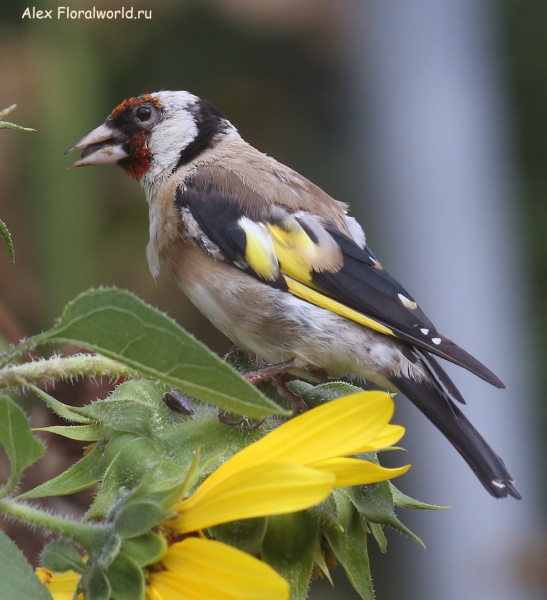 Carduelis carduelis
Ключевые слова: Carduelis carduelis