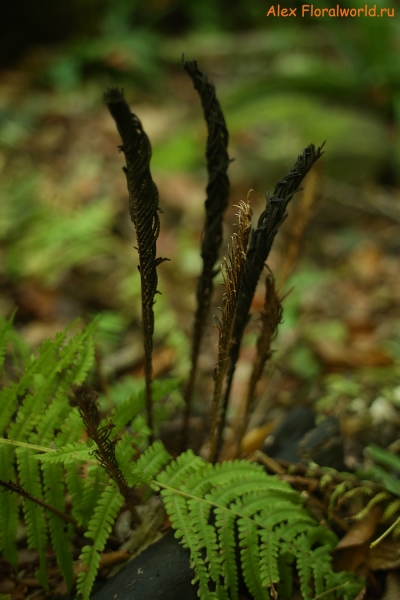 Matteuccia struthiopteris
Ключевые слова: Matteuccia struthiopteris