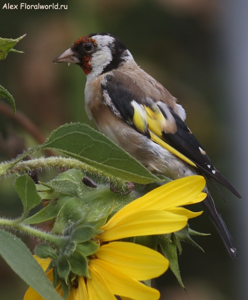 Carduelis carduelis
Ключевые слова: Carduelis carduelis