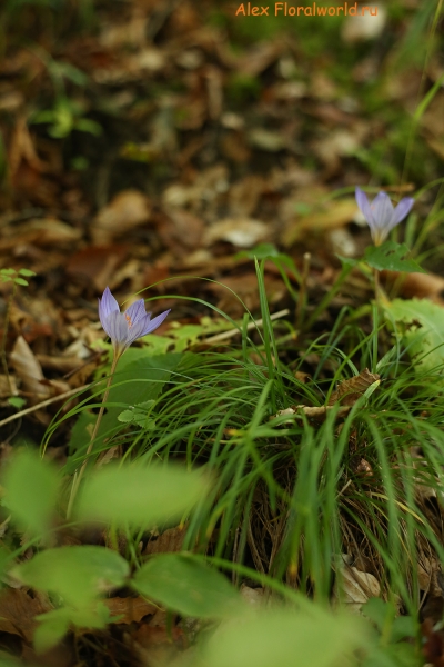 Crocus speciosus
Ключевые слова: Crocus speciosus
