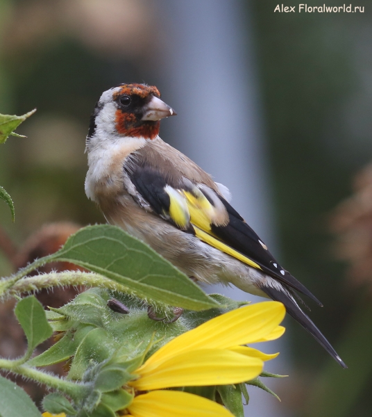 Carduelis carduelis
Ключевые слова: Carduelis carduelis