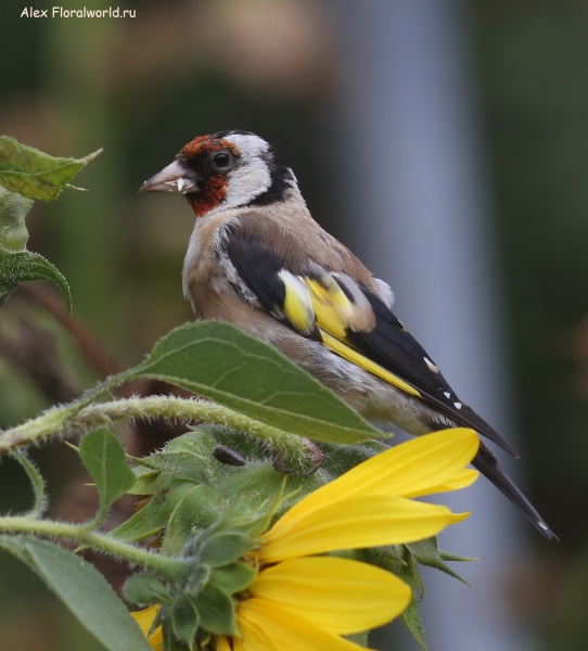 Carduelis carduelis
Ключевые слова: Carduelis carduelis