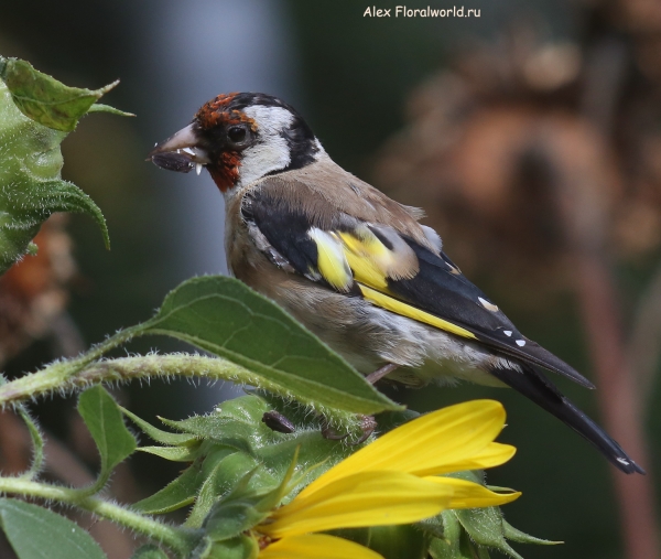 Carduelis carduelis
Ключевые слова: Carduelis carduelis