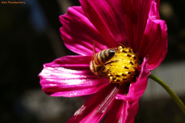 Пчела
Ключевые слова: пчела