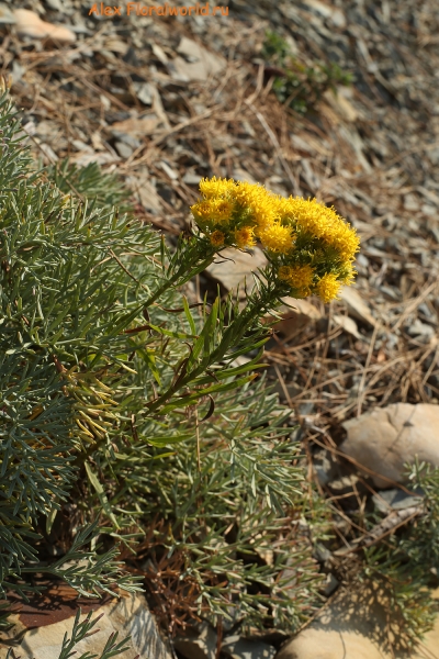 Galatella linosyris
Ключевые слова: Galatella linosyris